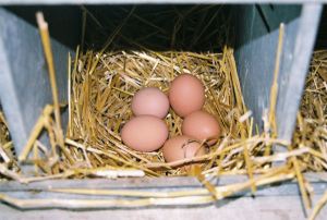 Farm fresh eggs just laid in one of our farms many nesting boxes!